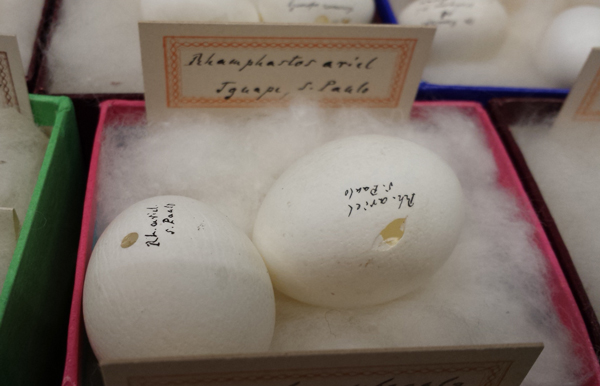 Toucan eggs, Foto: Michael Ohl, MfN